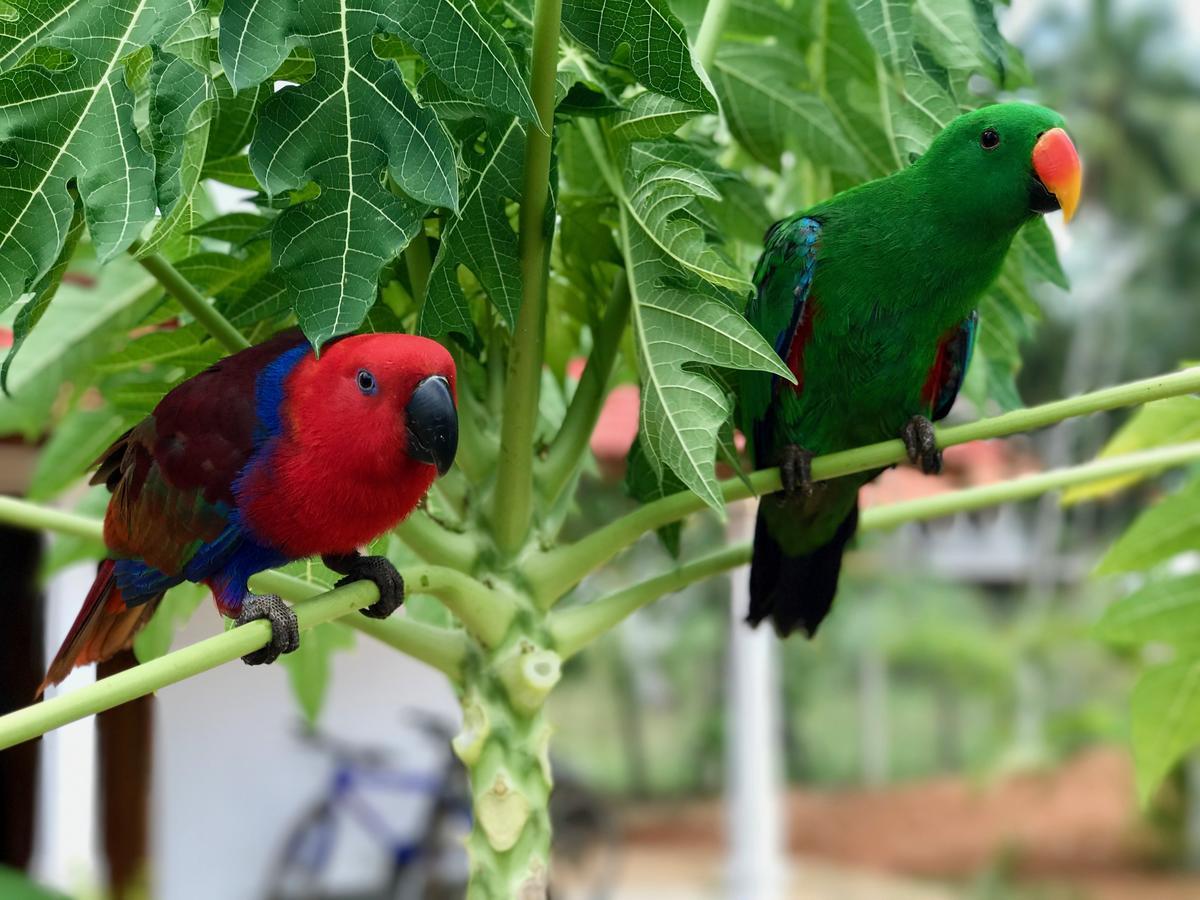 Green Parrot Beach Resort タンガラ エクステリア 写真